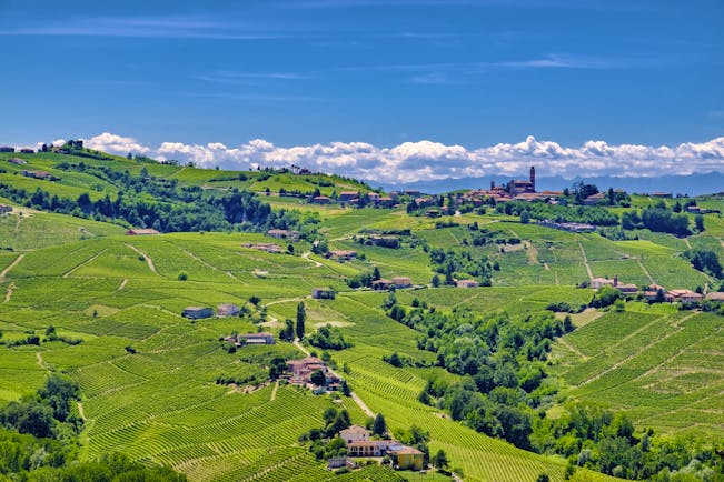 Landscape of patchwork of green vineyards of Barolo in Piemonte