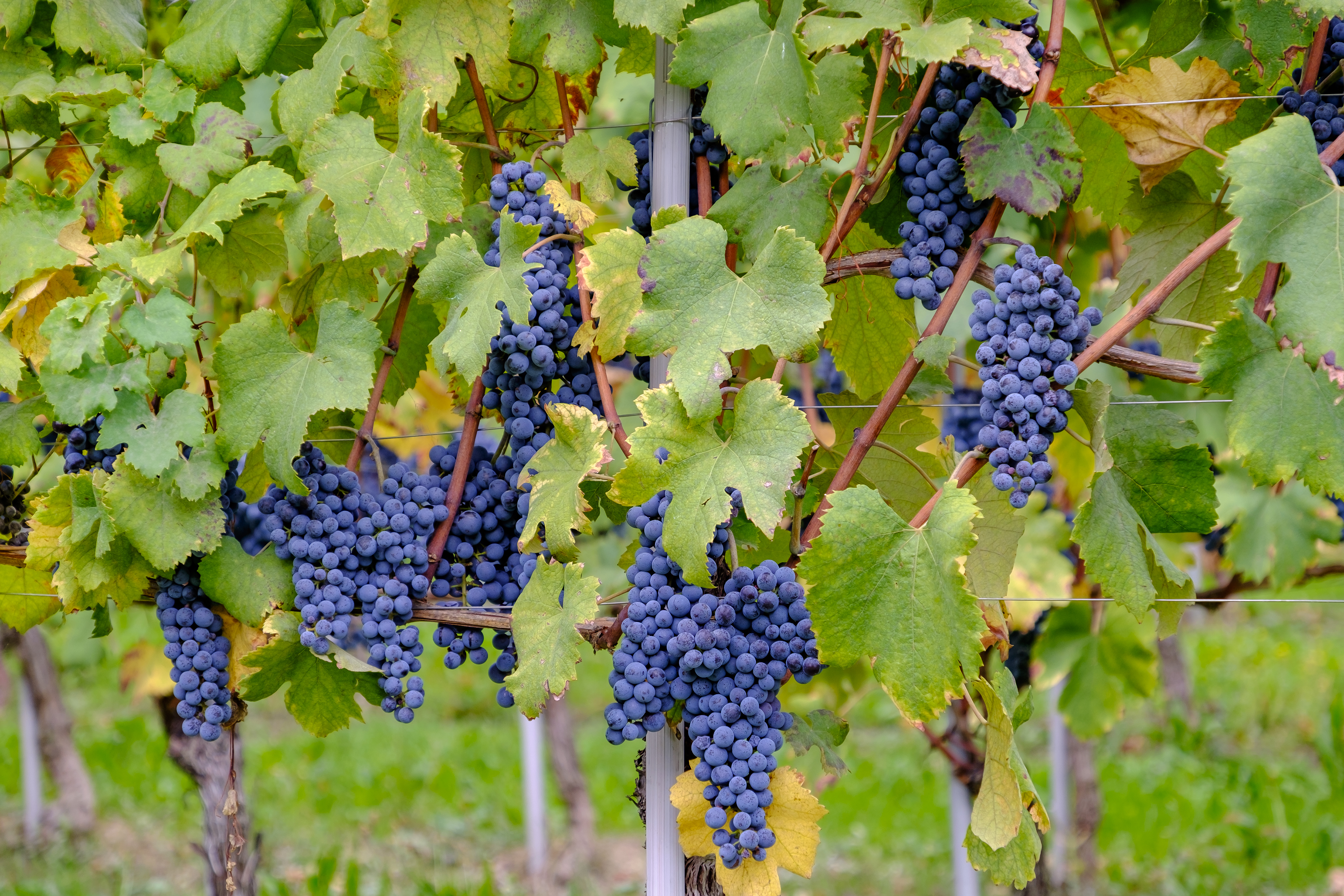 Bunches of purple grapes with vine leaves and stems in Piemonte 
