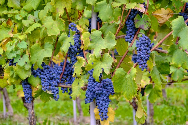 Bunches of purple grapes with vine leaves and stems in Piemonte 