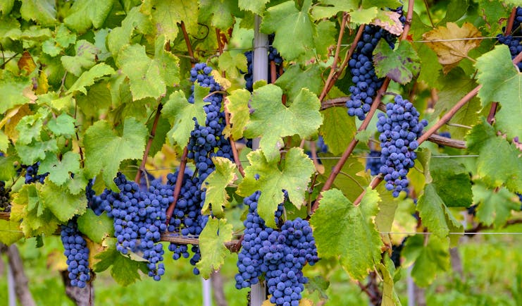 Bunches of purple grapes with vine leaves and stems in Piemonte 