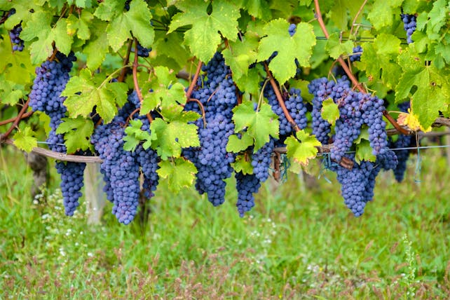 Bunches of purple grapes with vine leaves in Piemonte