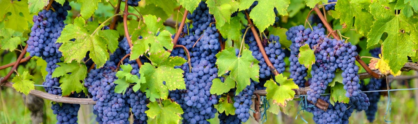 Bunches of purple grapes with vine leaves in Piemonte