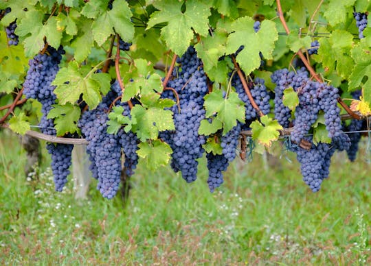 Autumn vineyards in Italy