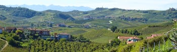 Grey green vinyeards over little hills in Barolo