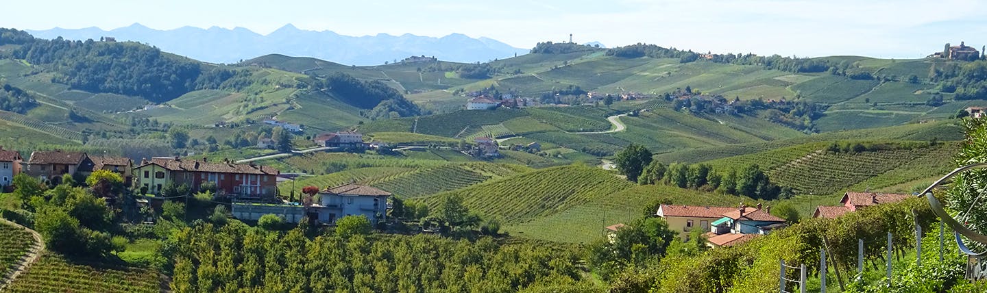 Grey green vinyeards over little hills in Barolo