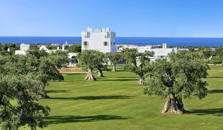 Olive trees on grass with white building and sea in distance