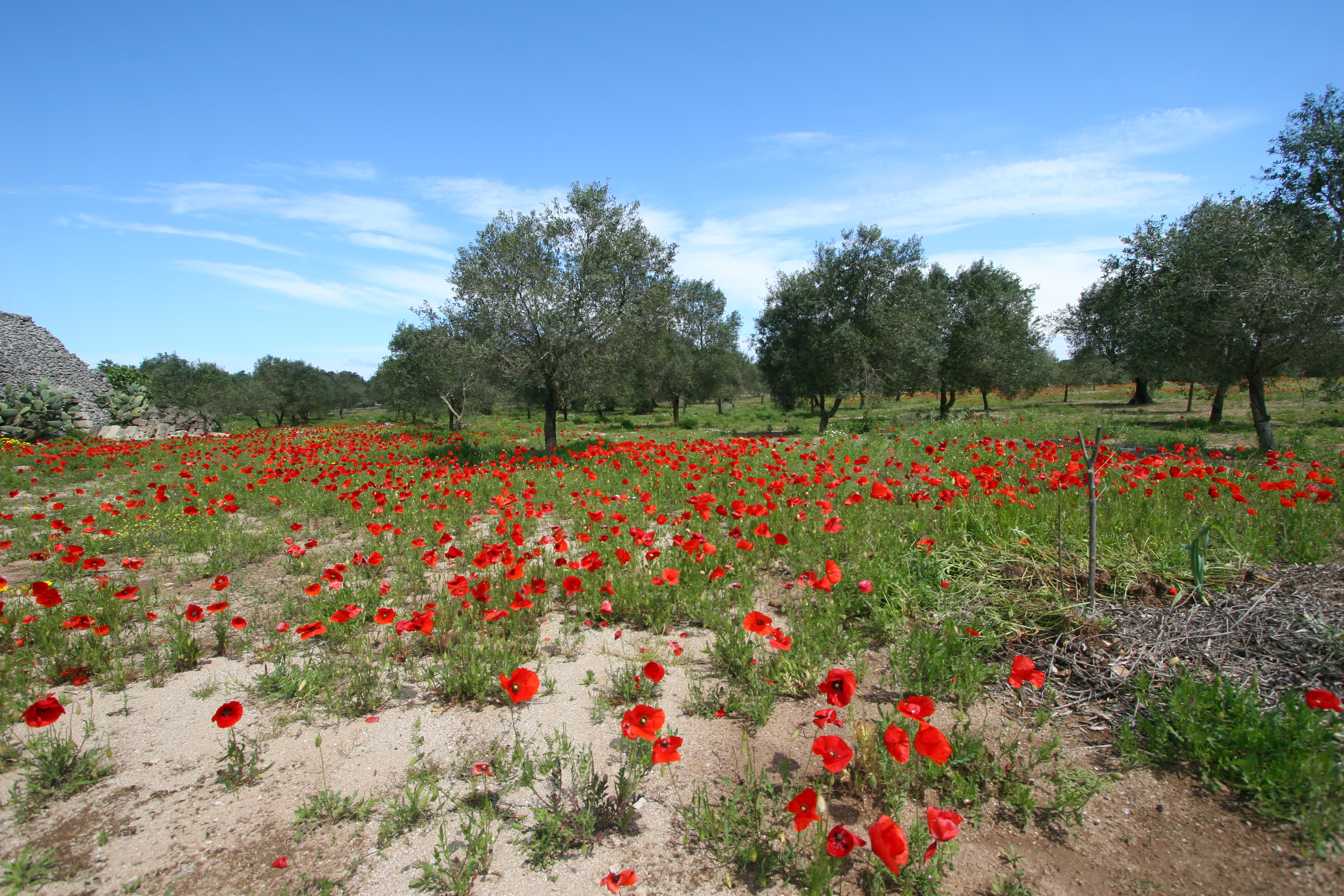 Field of poppies with olive trees in Puglia