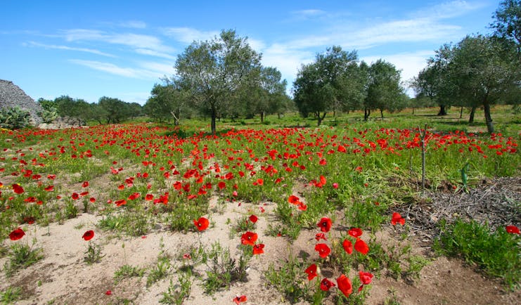 Field of poppies with olive trees in Puglia