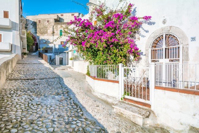 Narrow street lined with white houses and white railings with pink bougainvillaea in town of Peschici Puglia