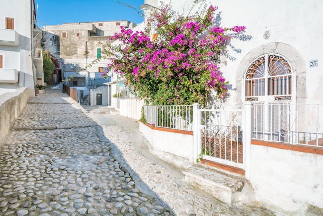 Narrow street lined with white houses and white railings with pink bougainvillaea in town of Peschici Puglia