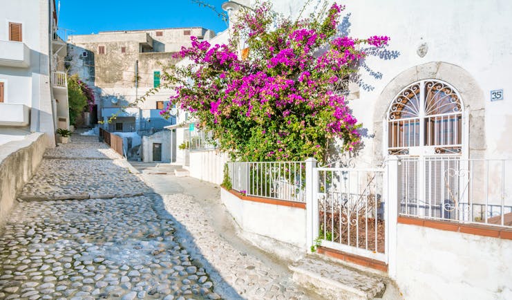 Narrow street lined with white houses and white railings with pink bougainvillaea in town of Peschici Puglia