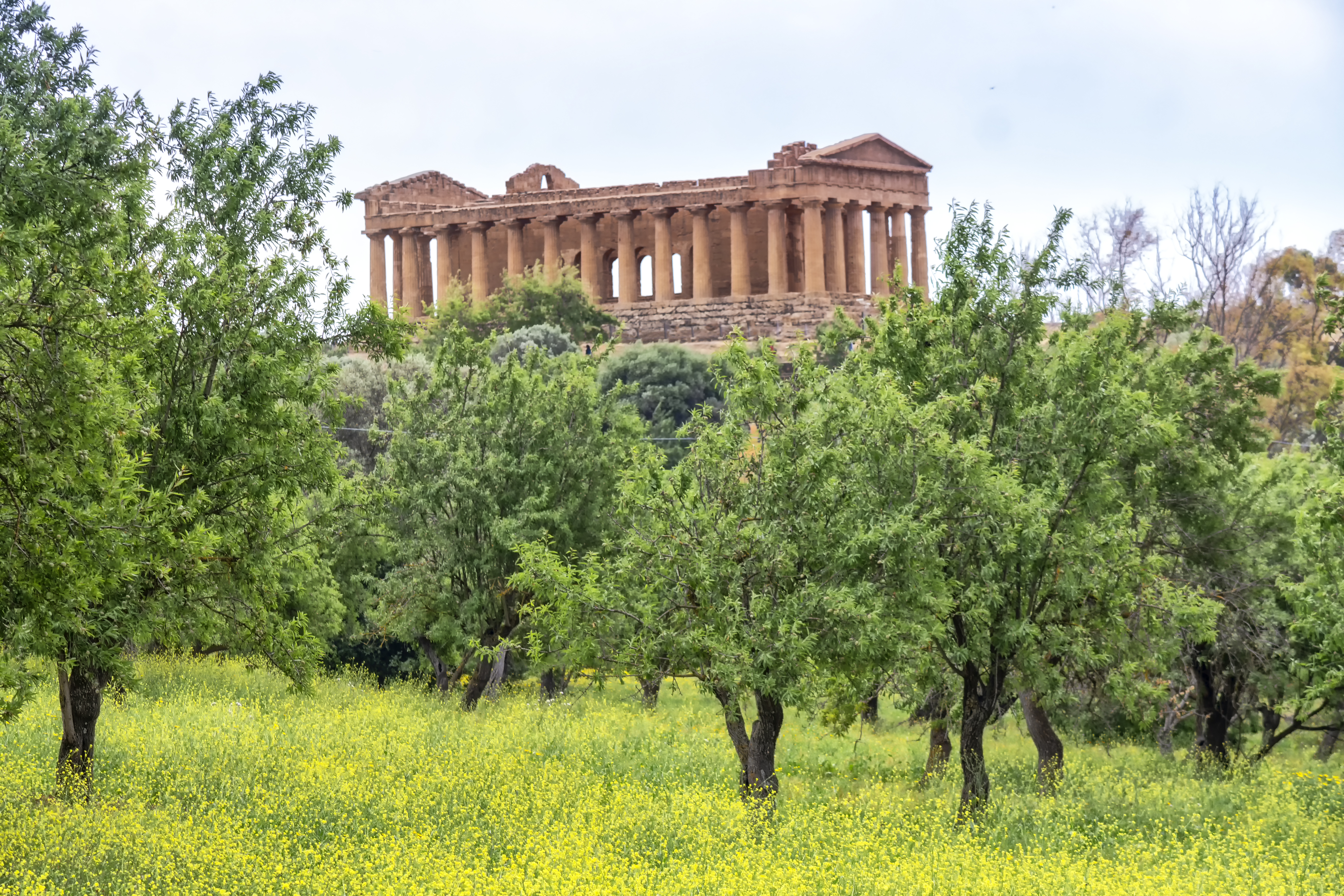 Greek temple of Concordia at Agrigento with trees in foreground
