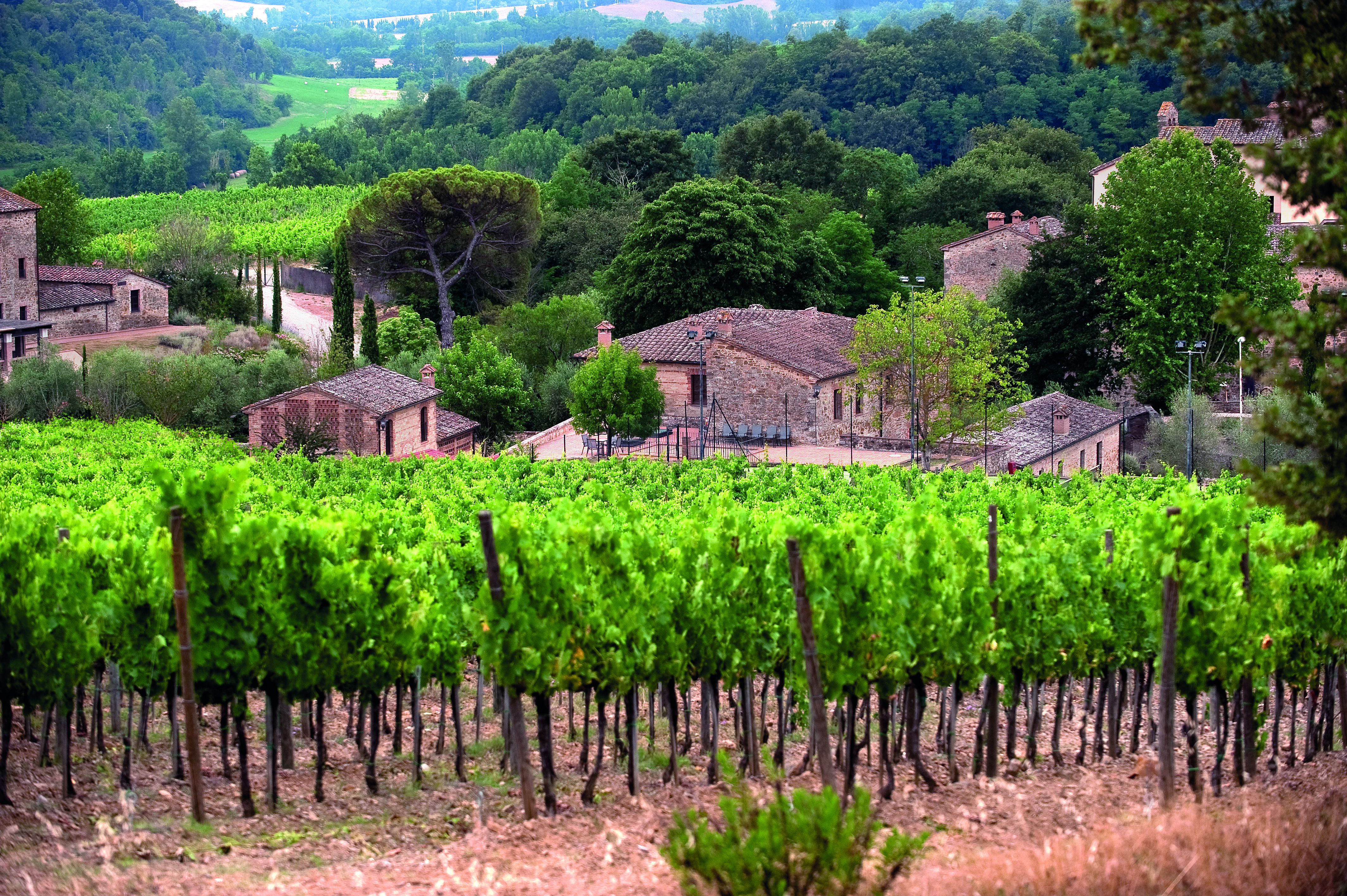 Castel Monastero Tuscany vineyard overlooking the village