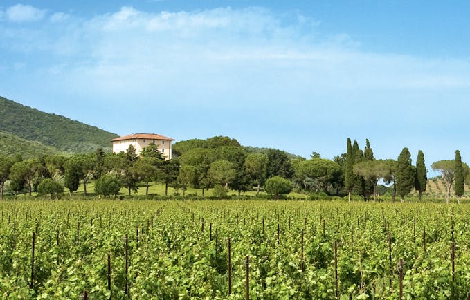 L Andana Tuscany vineyard countryside views mountain in background