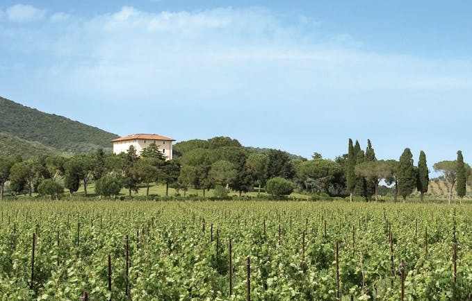 L Andana Tuscany vineyard countryside views mountain in background