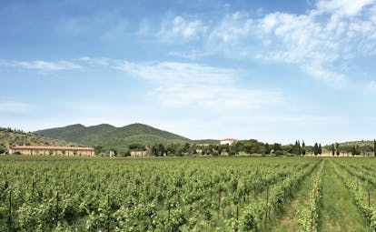 L Andana Tuscany vineyard lines of vines 