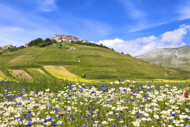 Fields of green and white flowers with hill in distance with house on near Massa Carrara