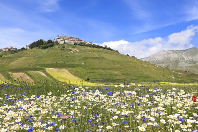 Fields of green and white flowers with hill in distance with house on near Massa Carrara