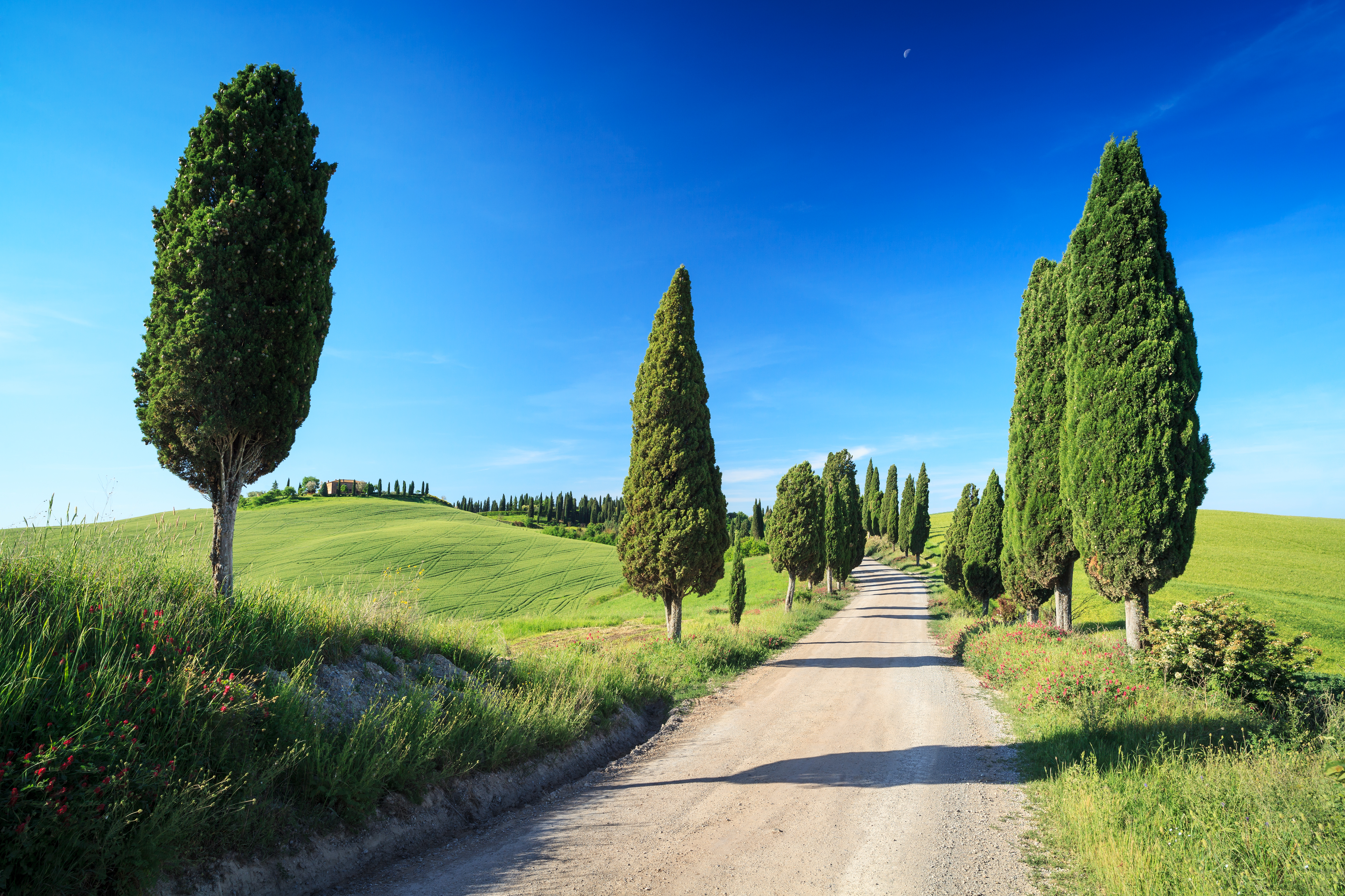 Scattered tall cypress trees lining track through fields in Tuscany