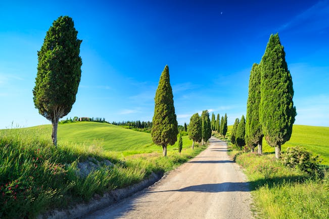 Scattered tall cypress trees lining track through fields in Tuscany