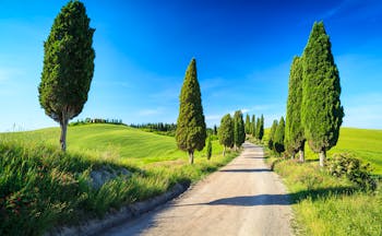 Scattered tall cypress trees lining track through fields in Tuscany