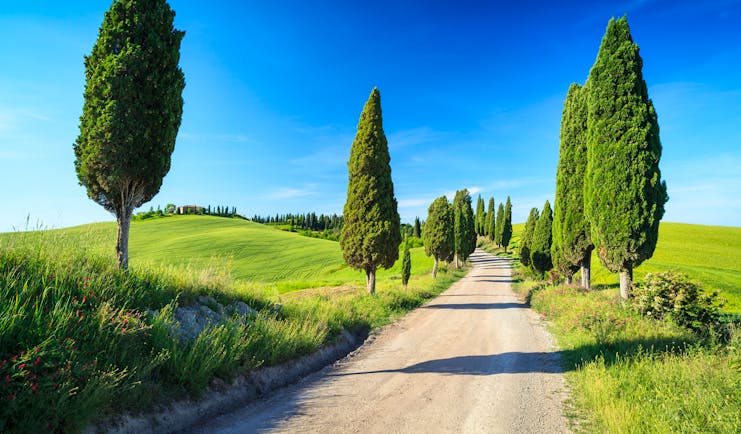 Scattered tall cypress trees lining track through fields in Tuscany