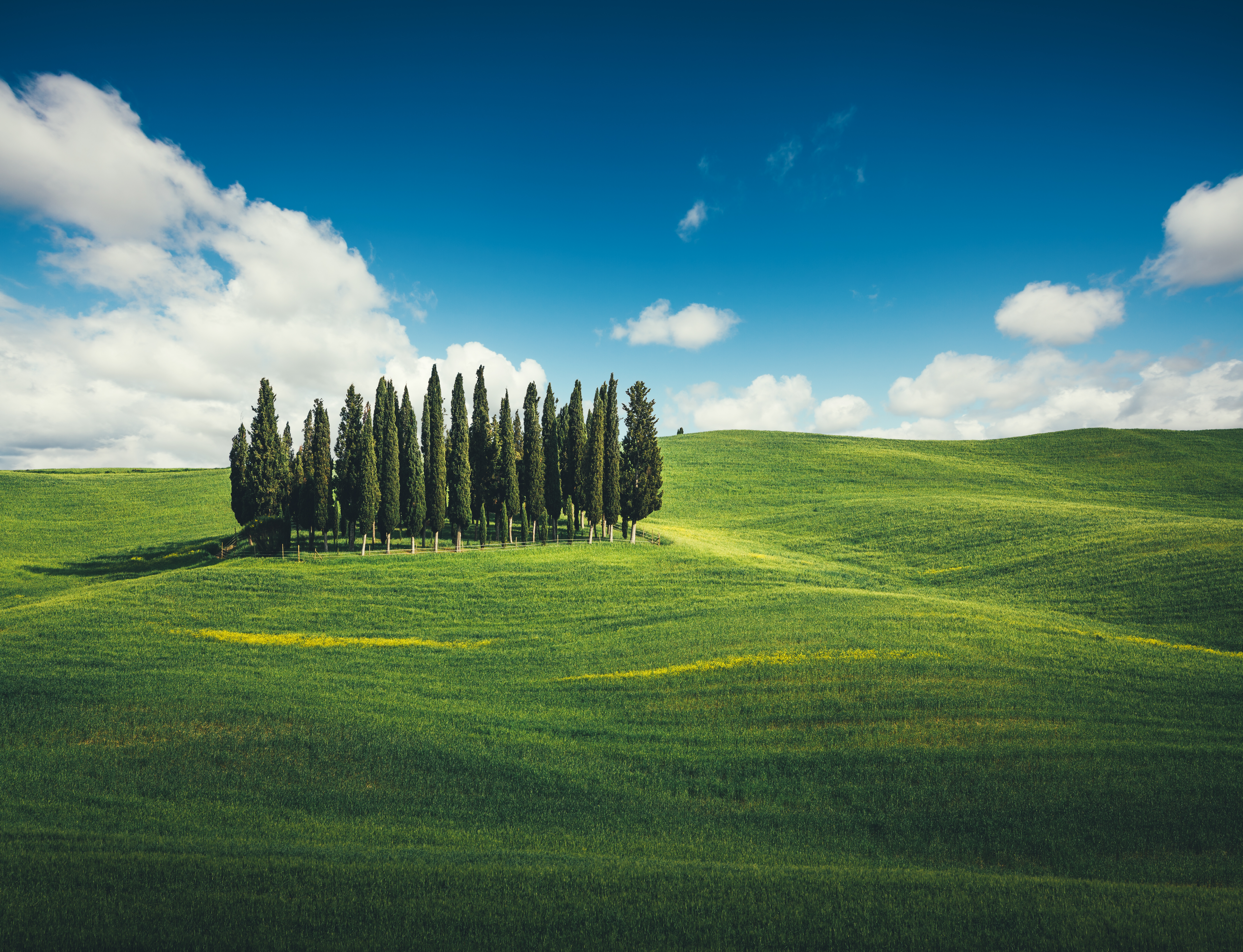 Cluster of tall cypress trees together in middle of green rolling Tuscan fields