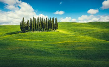 Cluster of tall cypress trees together in middle of green rolling Tuscan fields