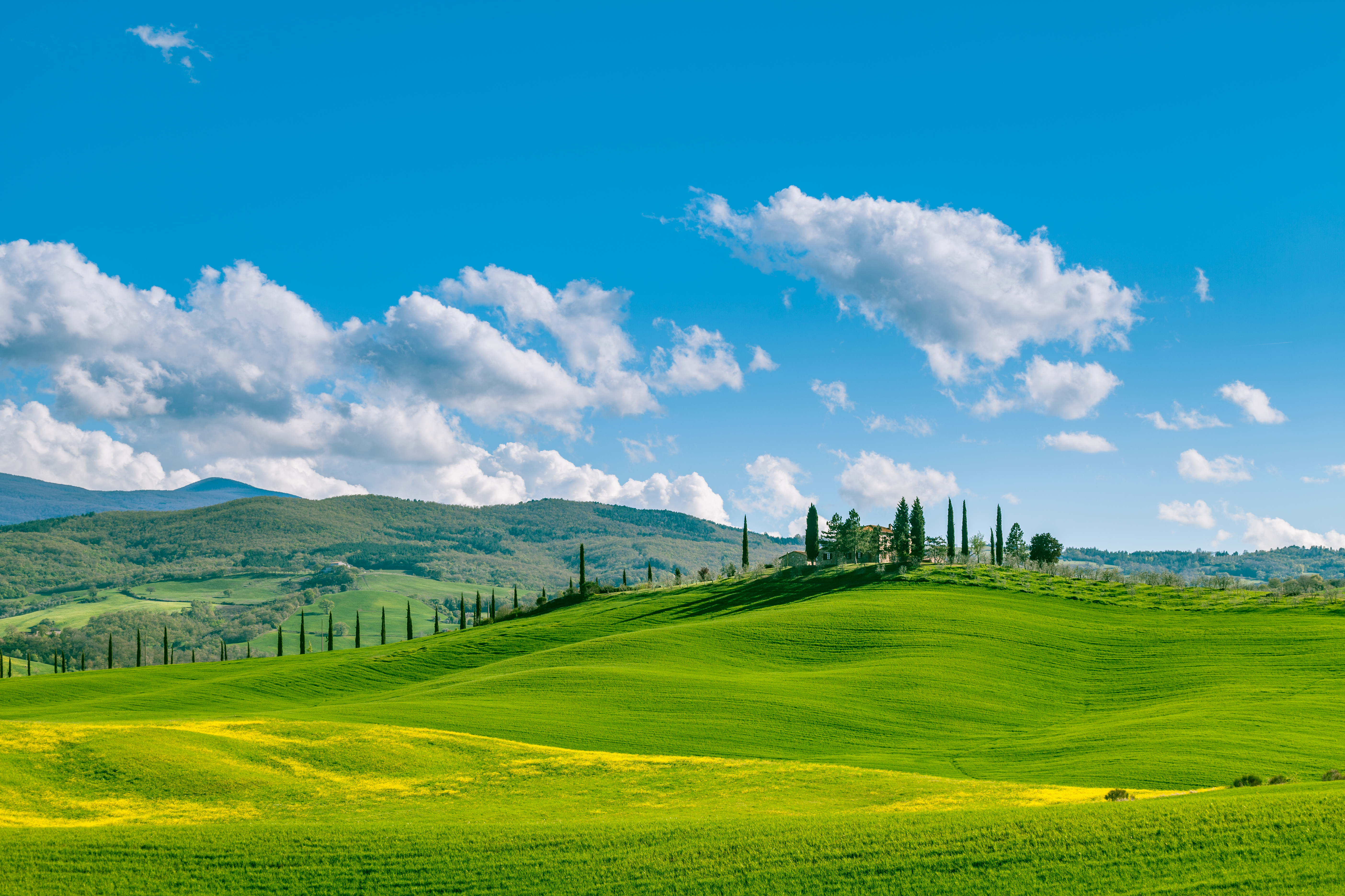 Rolling green hills with yellow flowers with cypress trees in background in Tuscany