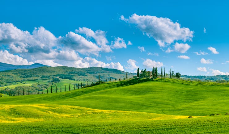 Rolling green hills with yellow flowers with cypress trees in background in Tuscany