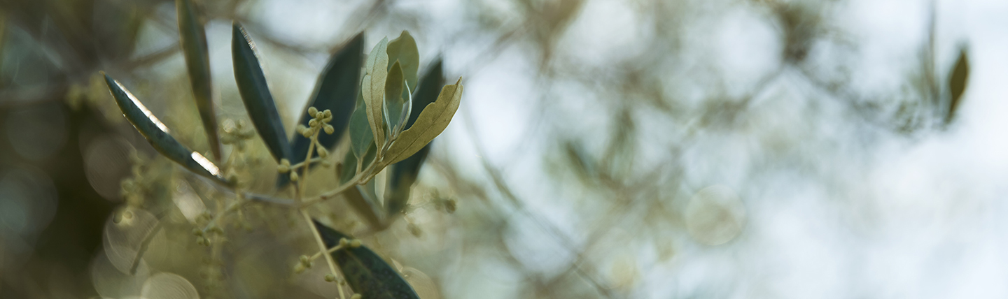 Tuscany food and wine experiences