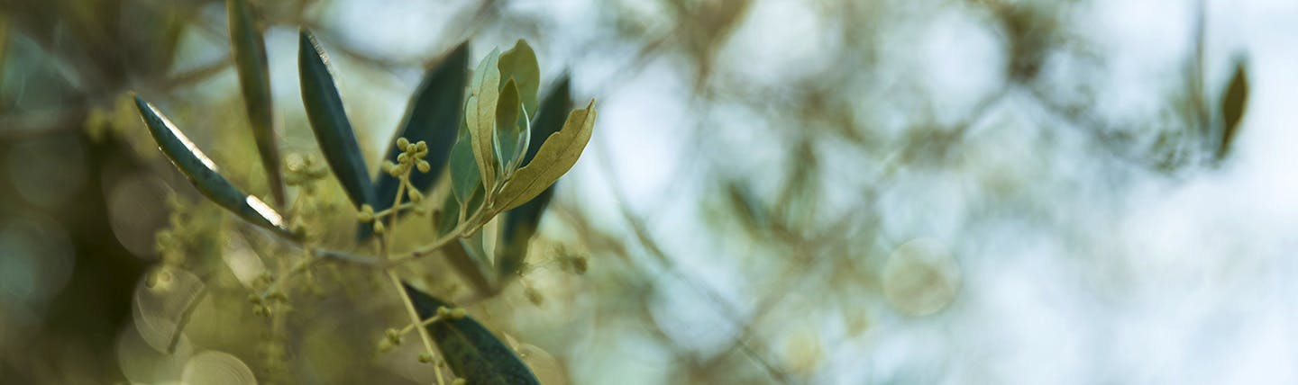 Tuscany food and wine experiences