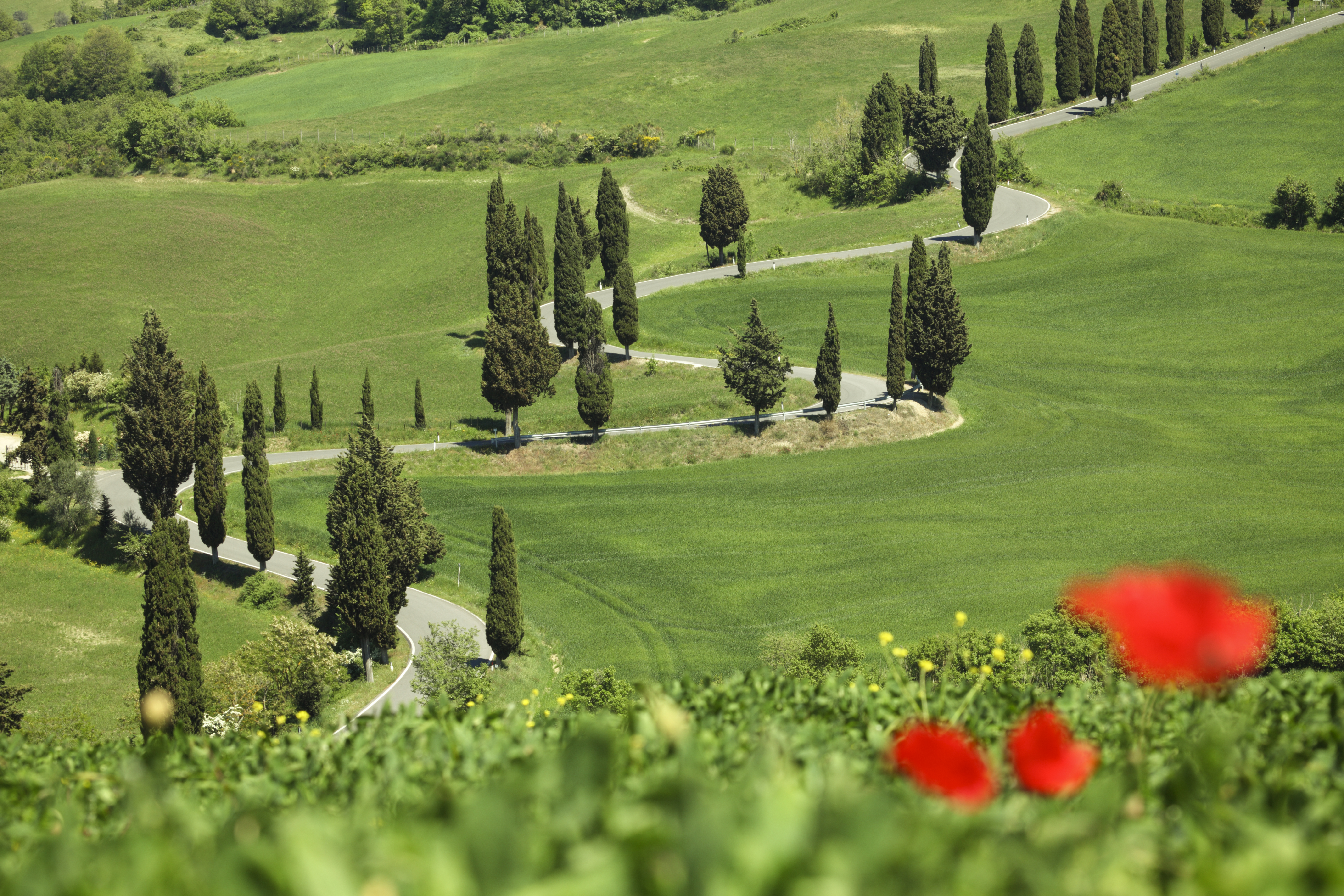 Winding road through green fields lined with cypress trees in Tuscany and red poppy