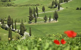 Winding road through green fields lined with cypress trees in Tuscany and red poppy