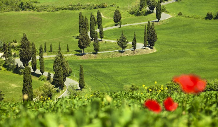Winding road through green fields lined with cypress trees in Tuscany and red poppy