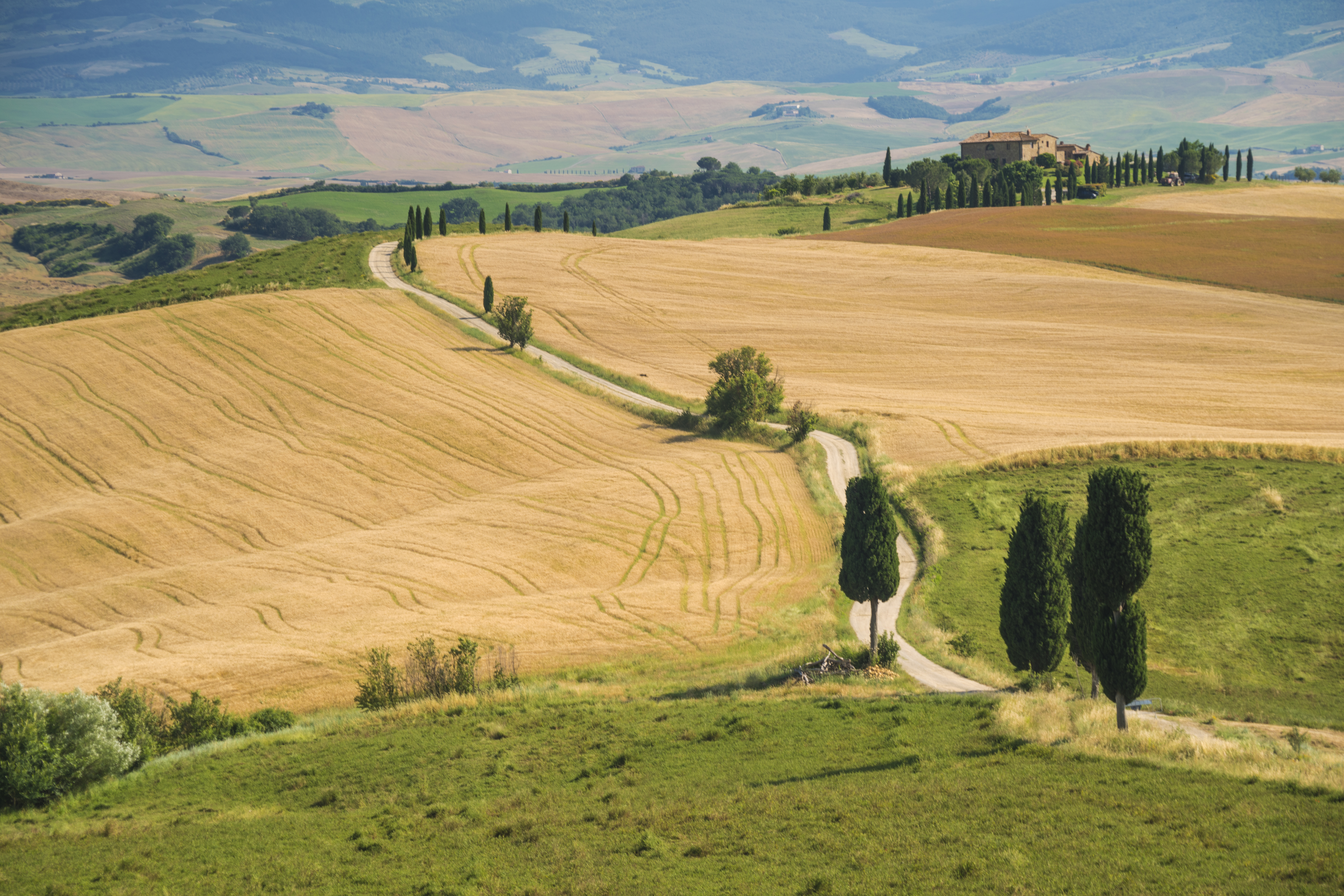 Yellow wheat fields ready for harvest with winding road lined by intermittent tall cypress trees in Tuscany