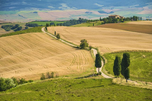 Yellow wheat fields ready for harvest with winding road lined by intermittent tall cypress trees in Tuscany