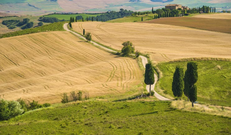 Yellow wheat fields ready for harvest with winding road lined by intermittent tall cypress trees in Tuscany