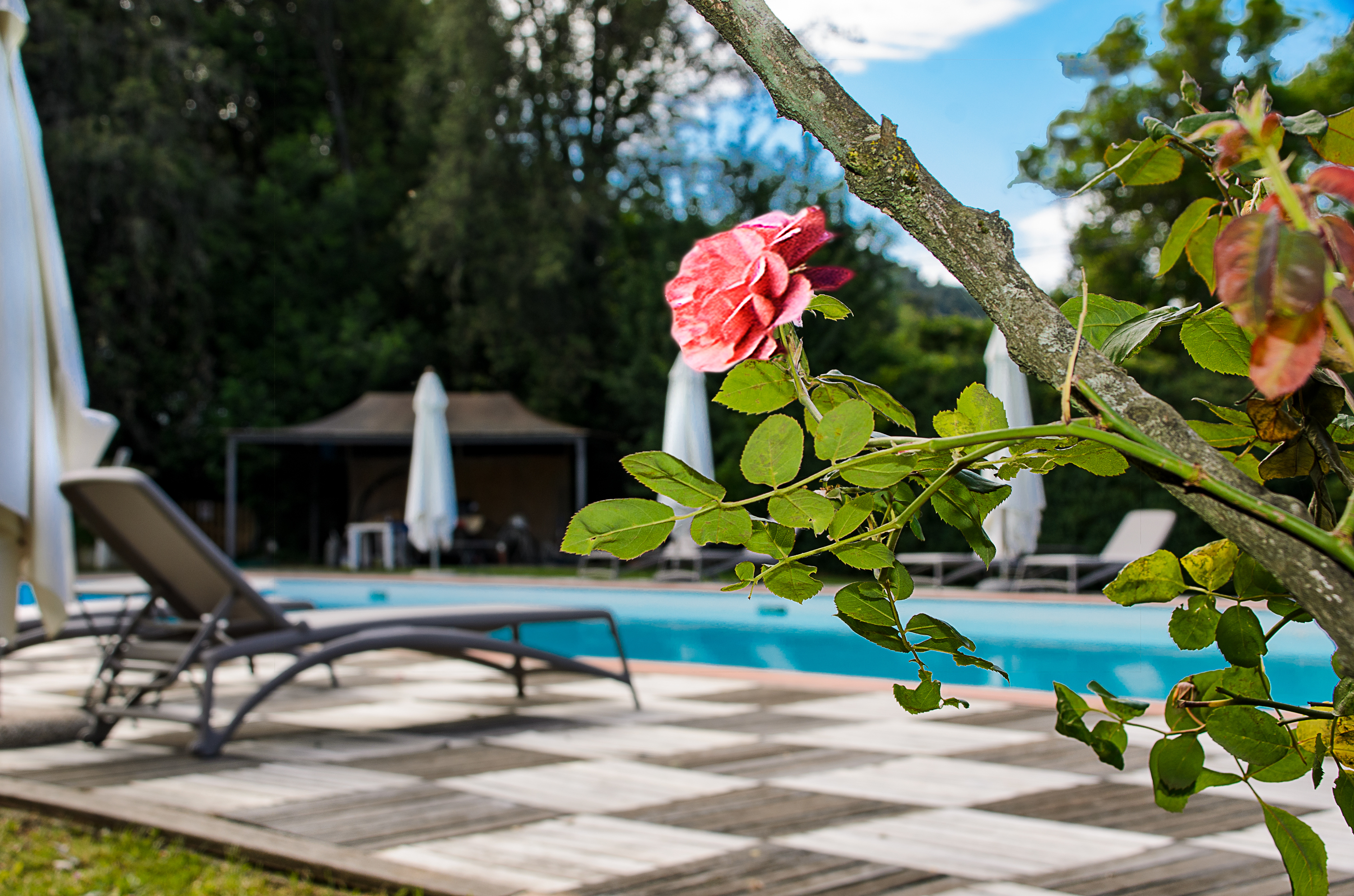 Pool with sun bed and rose