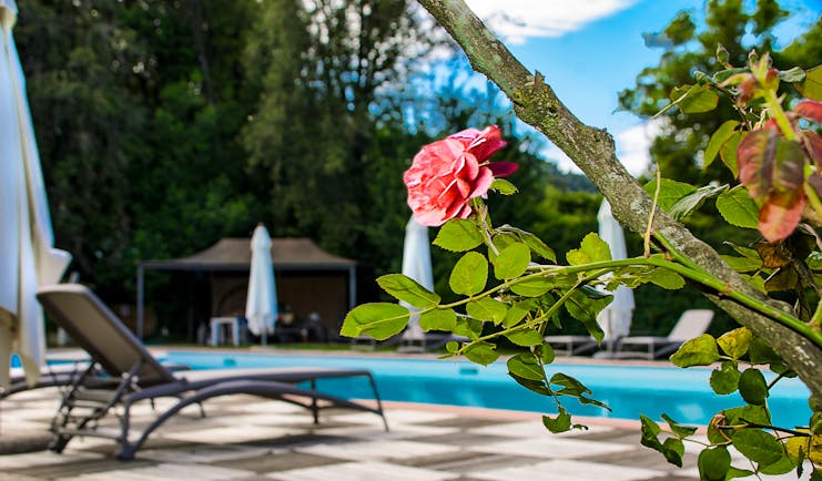 Pool with sun bed and rose