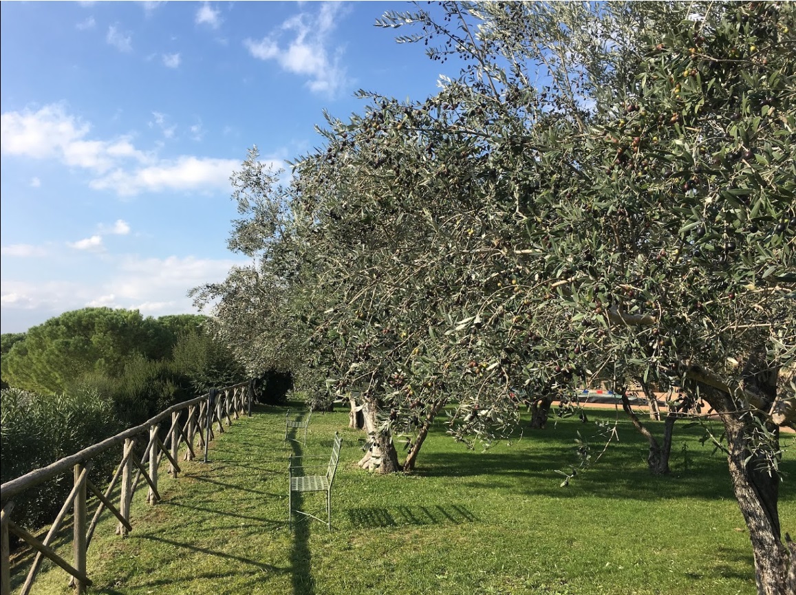 Olive groves and grass