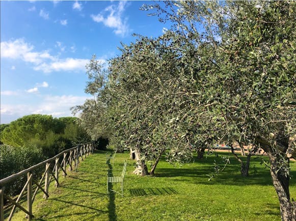 Olive groves and grass