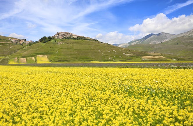Bright yellow rapeseed flowers in field in Umbria with village on hill behind