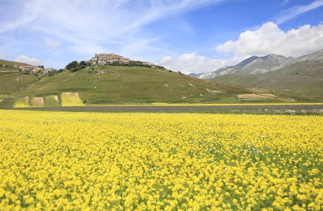 Bright yellow rapeseed flowers in field in Umbria with village on hill behind