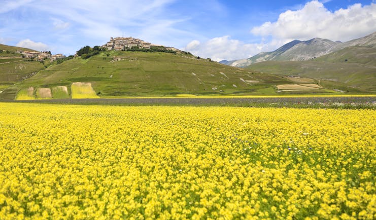 Bright yellow rapeseed flowers in field in Umbria with village on hill behind