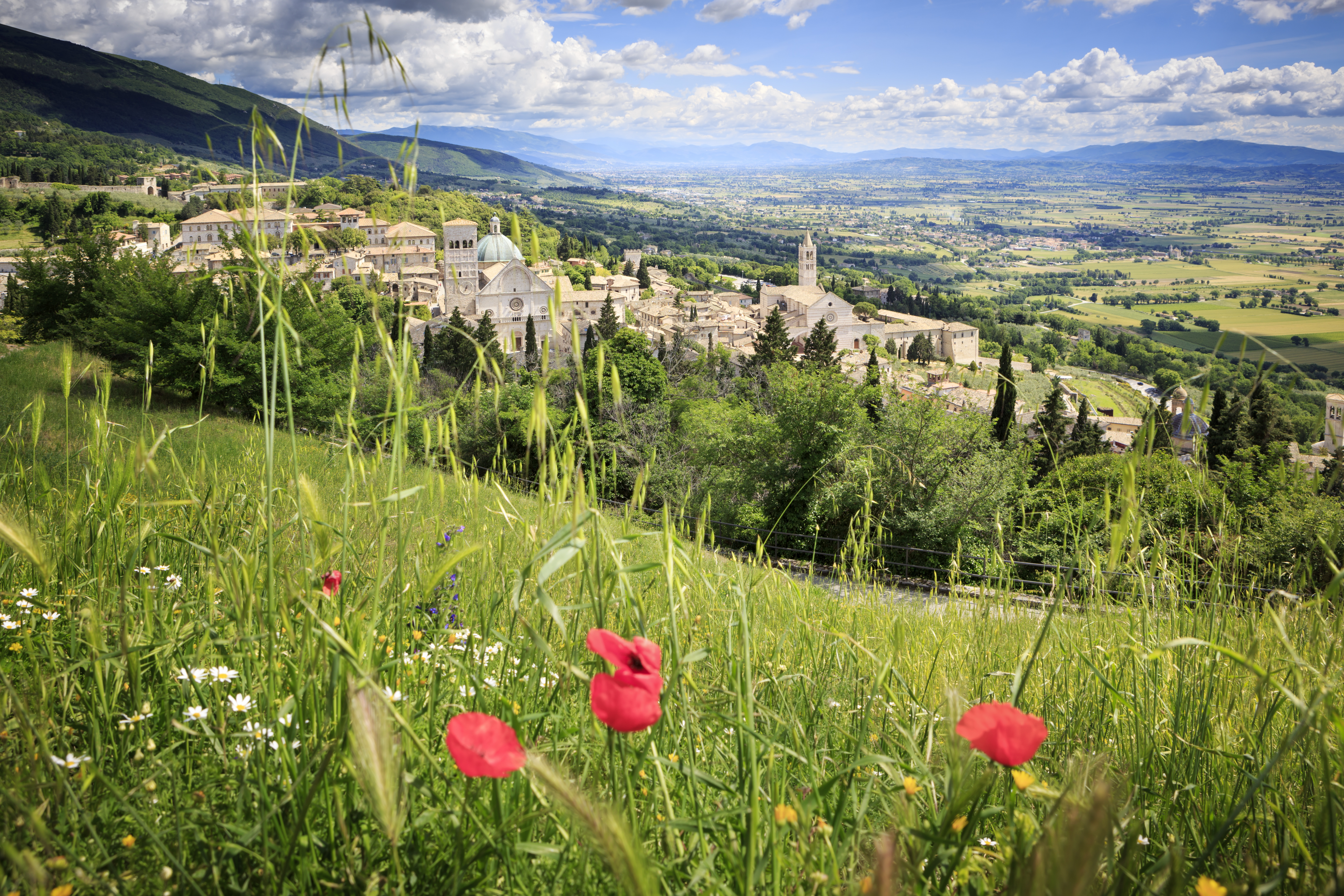 Landscape scene with fields with three poppies and the grey stone city of Assisi in the distance