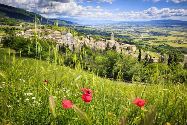 Landscape scene with fields with three poppies and the grey stone city of Assisi in the distance