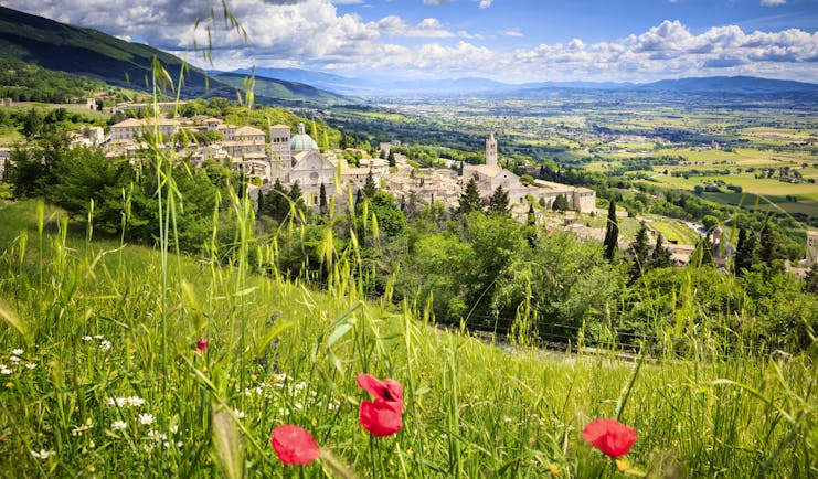 Landscape scene with fields with three poppies and the grey stone city of Assisi in the distance