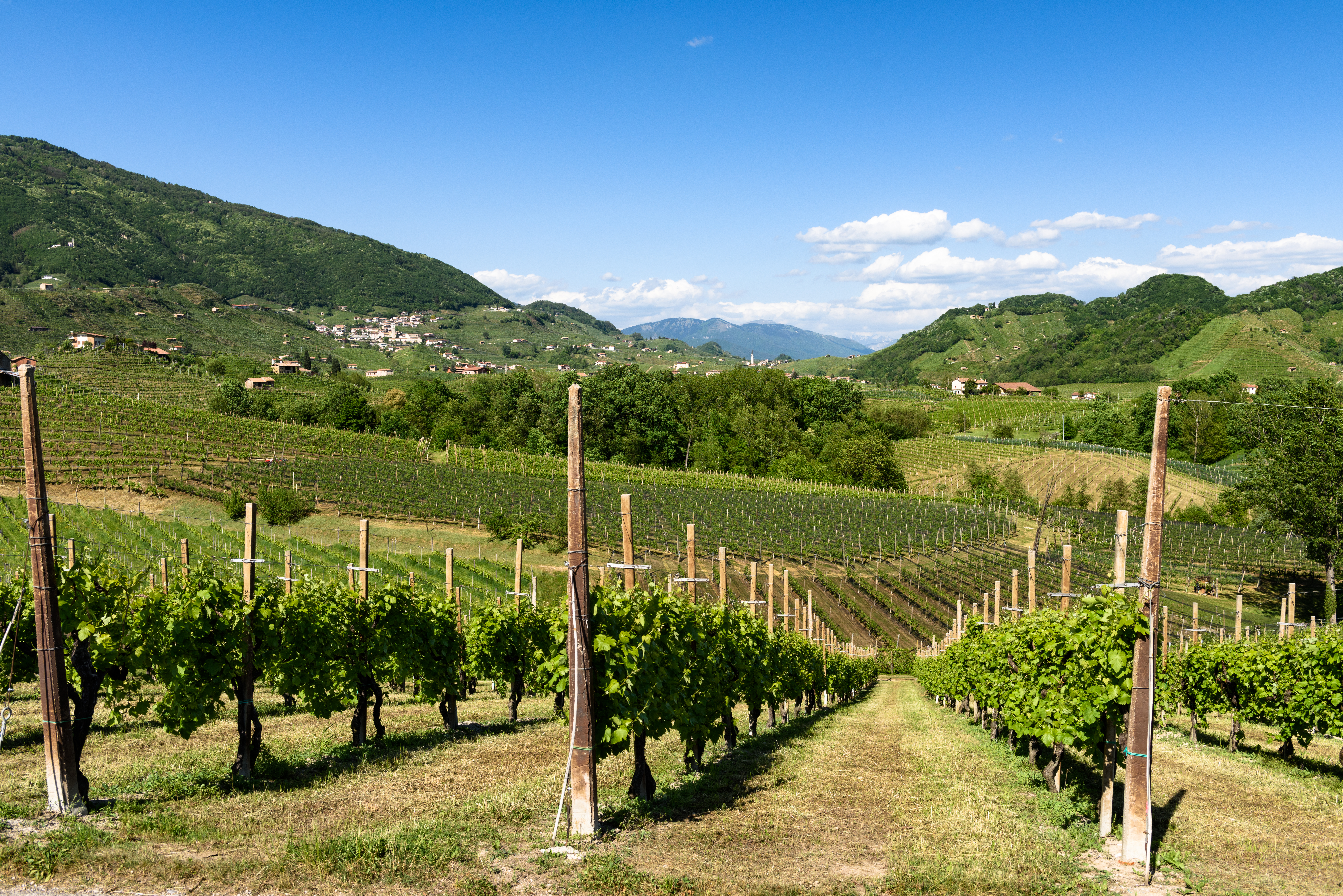Rows of spring vines with green hills beyond in the prosecco country in the Veneto