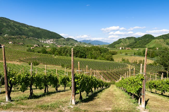 Rows of spring vines with green hills beyond in the prosecco country in the Veneto